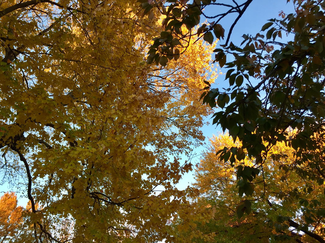 Do Jews Celebrate Thanksgiving? – Towson Hillel